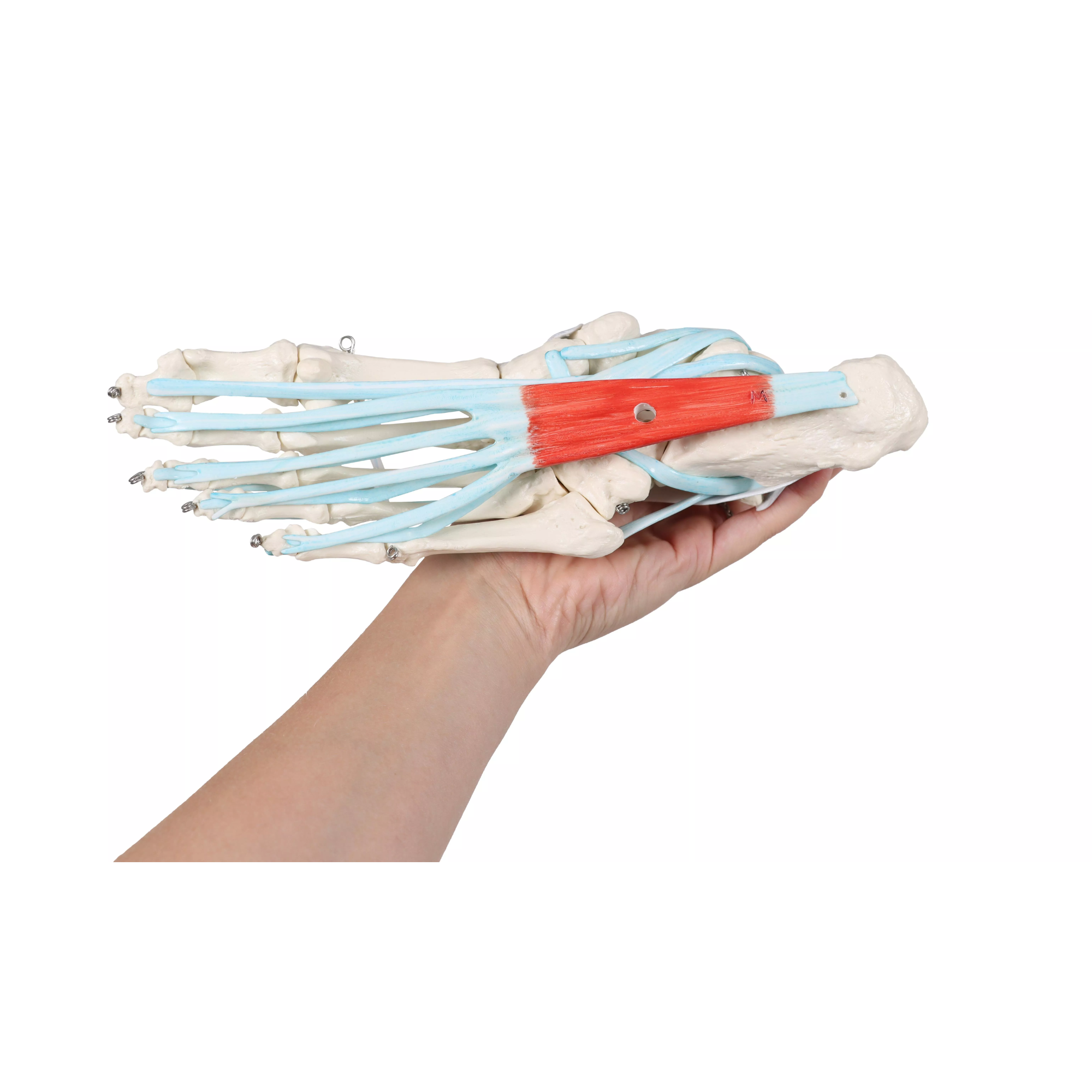 Squelette du pied avec ligaments et muscles - My Médical